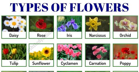 different types of flora.